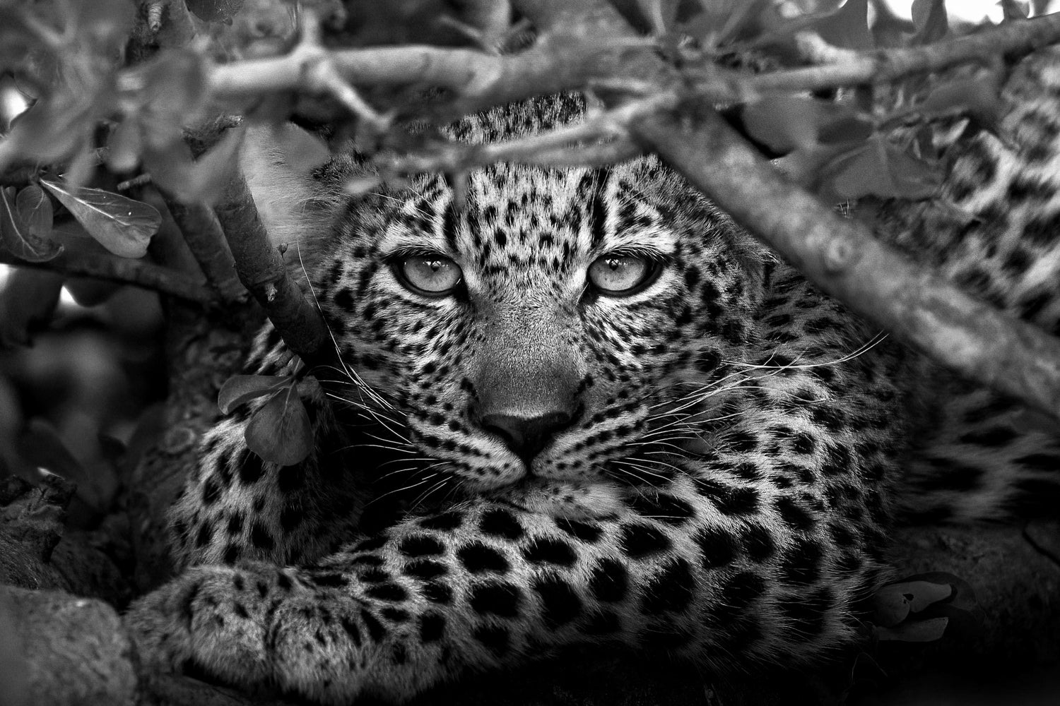 African Monochrome
