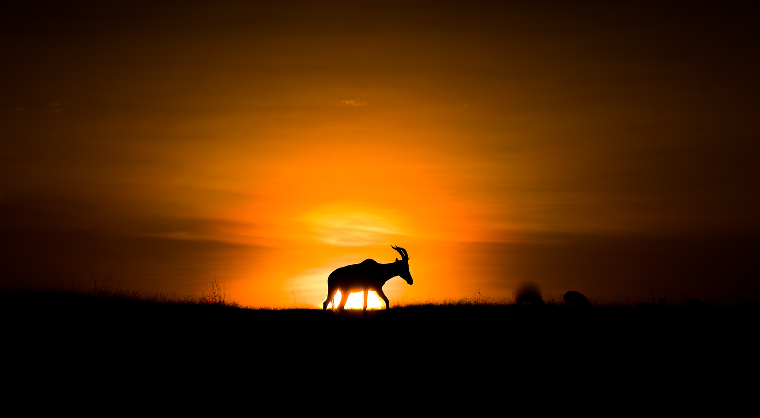 Golden Wilderness
