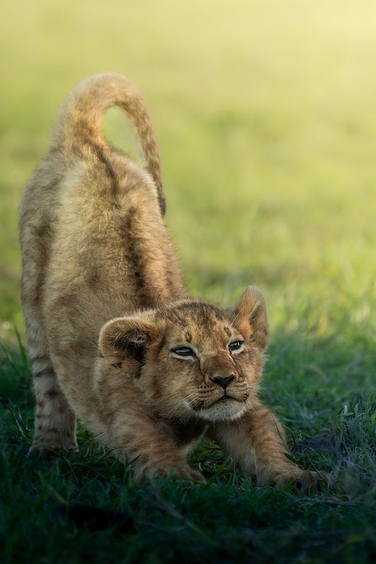Morning Yoga