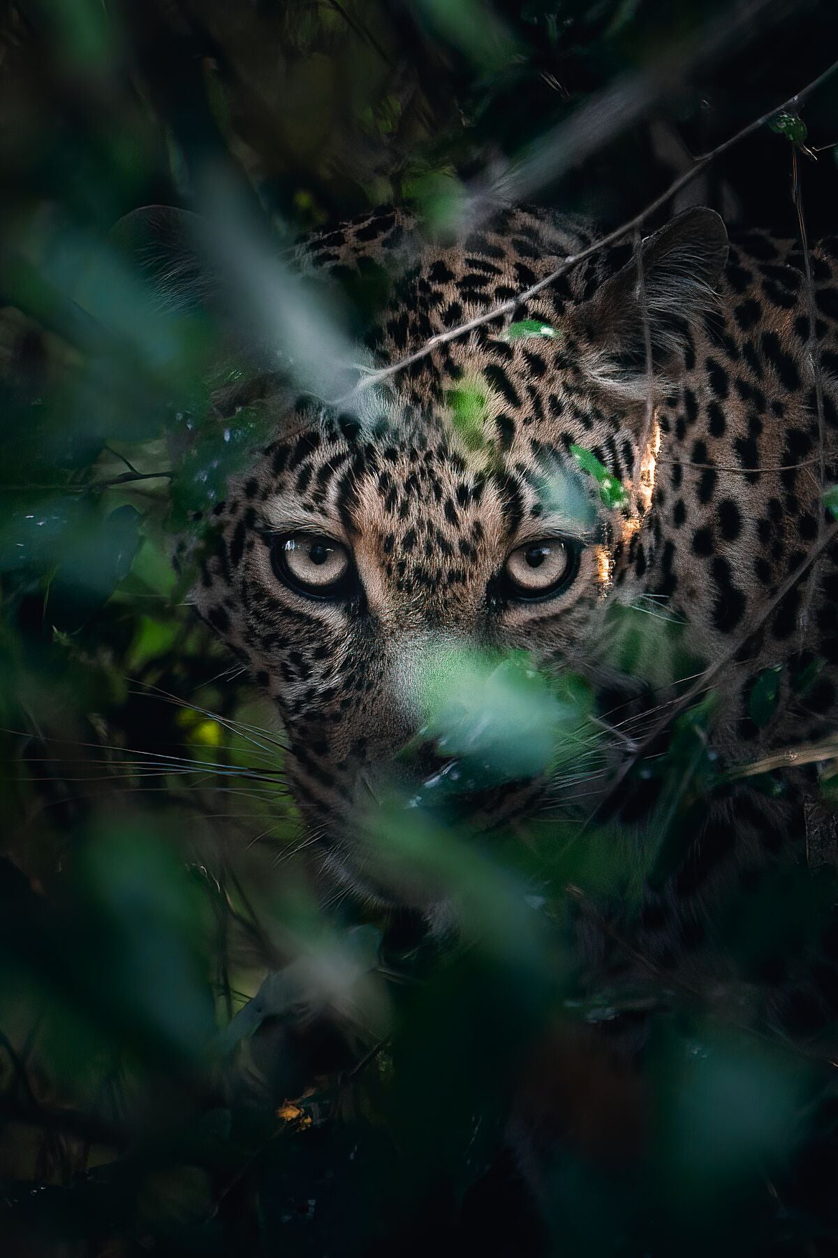 Peek A Boo