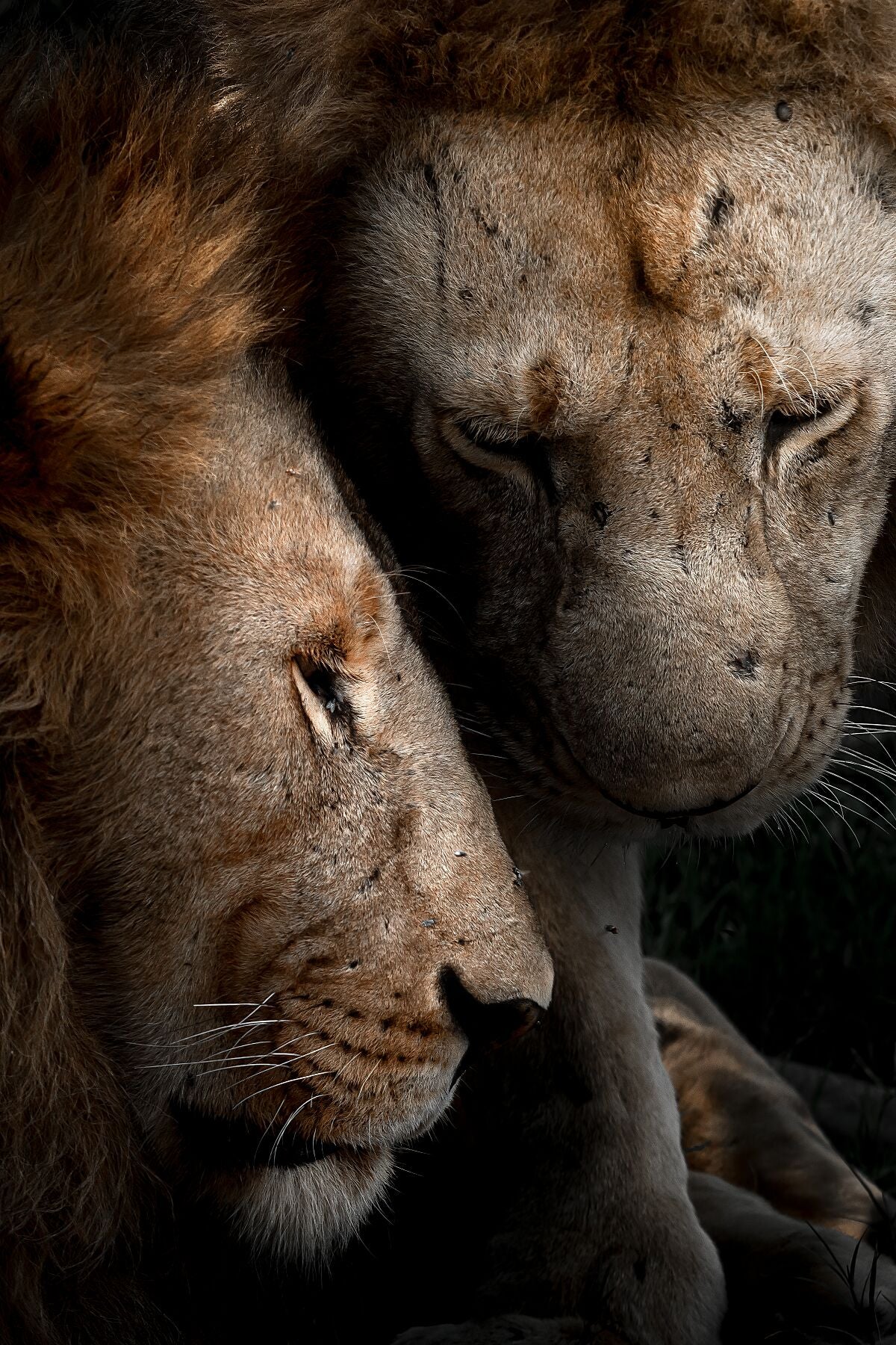 Brotherhood