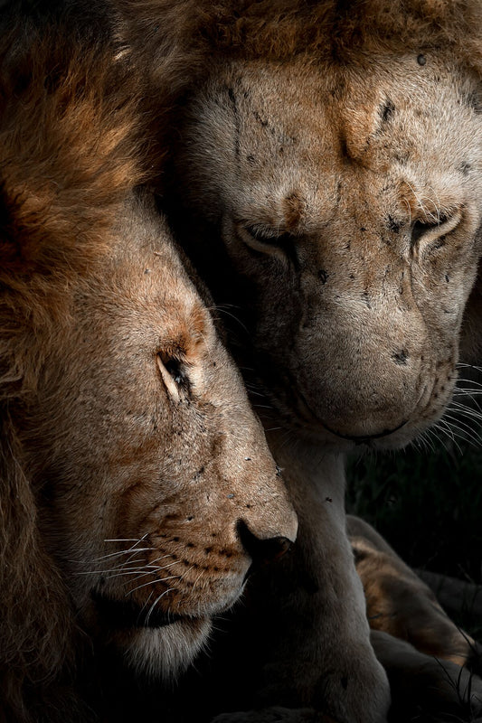 Brotherhood